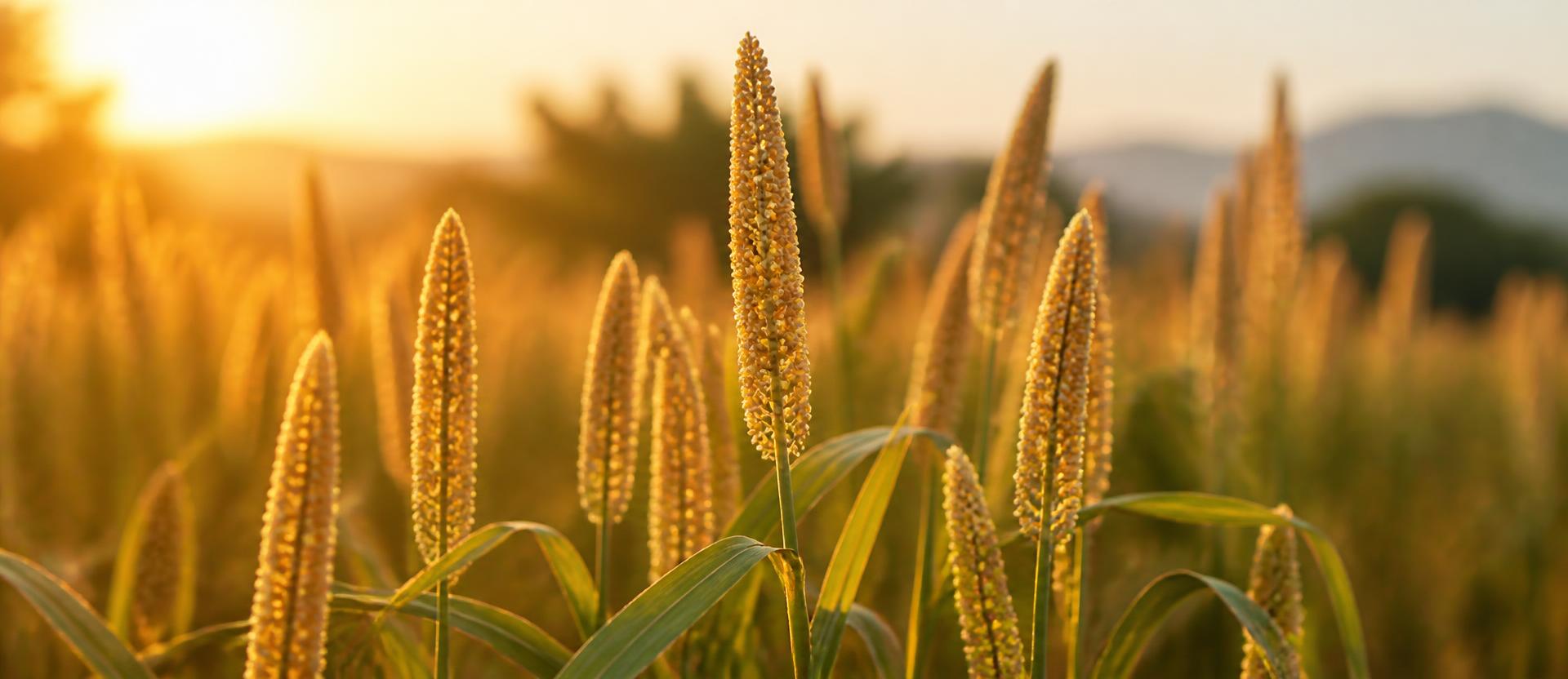 Organic millet field at golden hour